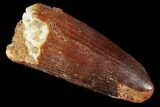 Real Spinosaurus Tooth - Feeding Worn Tip #98225-1